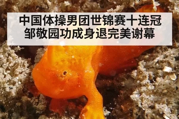 中国体操男团世锦赛十连冠邹敬园功成身退完美谢幕